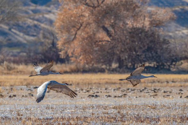 istock Sandhill cranes in flight just above ground level 1394029577