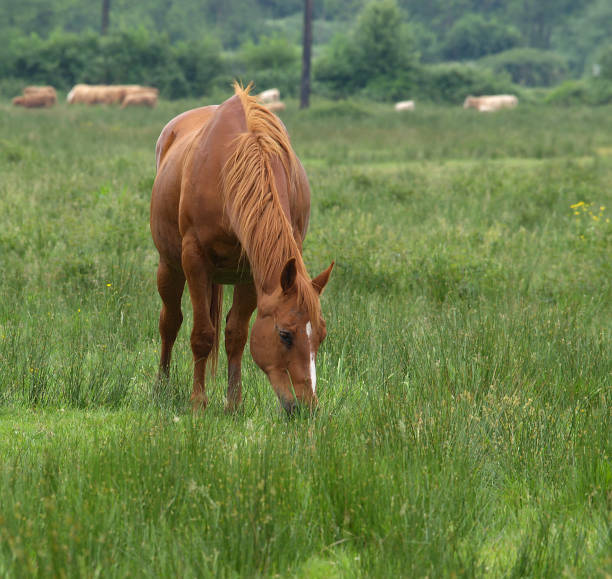 istock Horse grazing 139402965