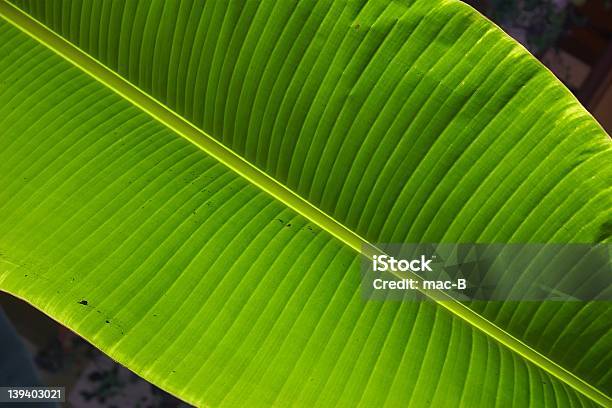 Fresh Green Palmleaf Stock Photo - Download Image Now - Large, Palm Leaf, Backgrounds