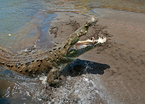 Estuarine crocodile or large swamp crocodile at the Semarang zoo.