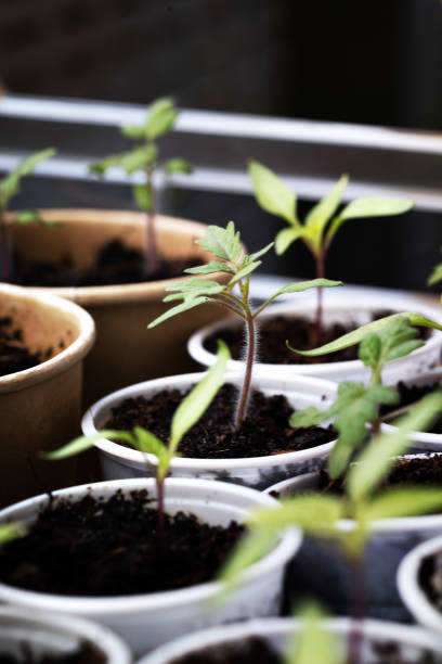 istock Young seedlings in planters 1394030457
