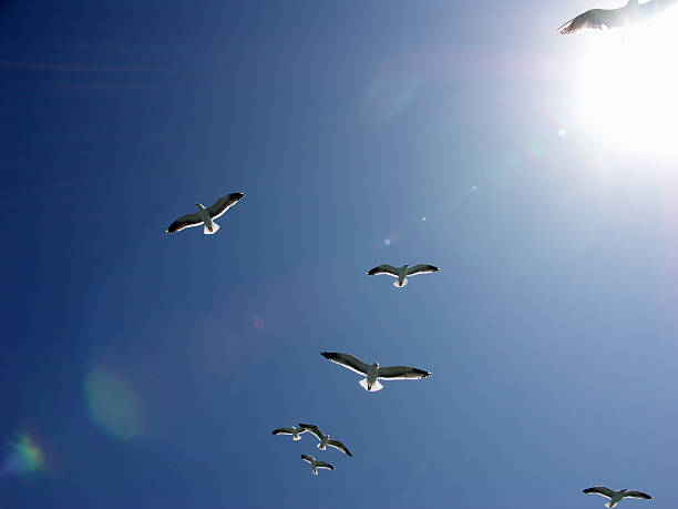 Seagulls flying above stock photo