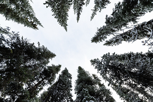 Looking up of snow covered pine tree in the forest and brightly sky in national park on winter