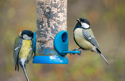 Great Tit on a feeder.