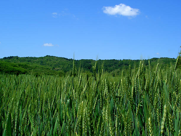 landscape...(3) stock photo