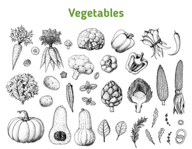 ilustrações de stock, clip art, desenhos animados e ícones de vegetables drawing collection. hand drawn illustration. organic food poster. vintage hand drawn sketch. good nutrition, healthy food. vegetable vector illustration. - cauliflower white backgrounds isolated