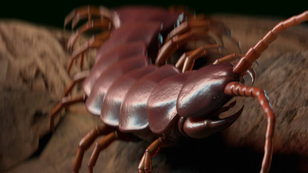 istock Centepede  moving towards camera 1394033244