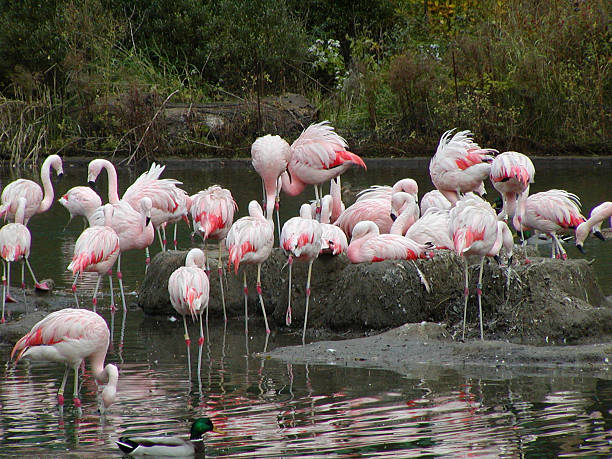 istock Pink Flamingos 139403330