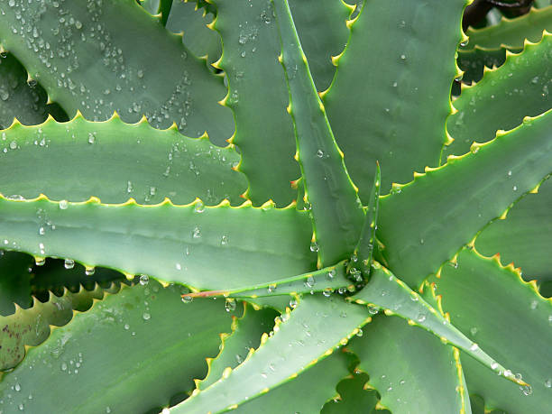 istock Agave After Rain 139403331