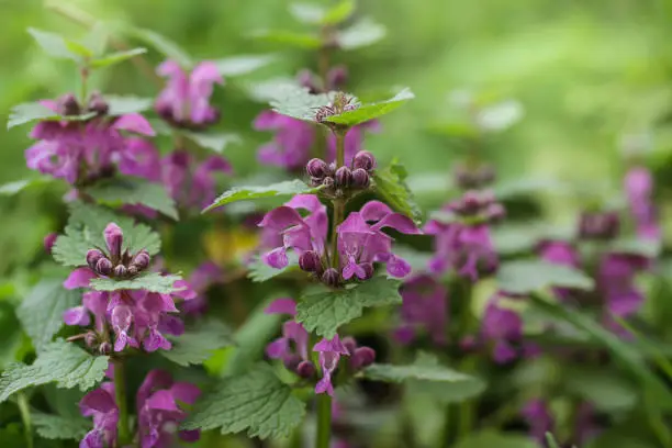 Pink flowers of spotted dead-nettle Lamium maculatum. Lamium maculatum flowers close up shot local focus.