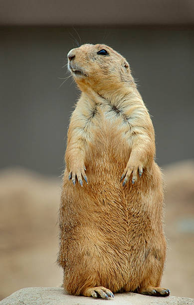 istock Prairie Dog on rock 139403401