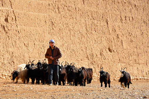Kholm / Khulm / Tashqurghan, Balkh province, Afghanistan: Afghan shepherd with his flock of goats - outside the walls of the Bagh-e Jahan Nama Palace - goat herder.