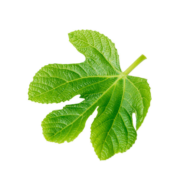istock Green fig leaf isolated on white background. 1394034599