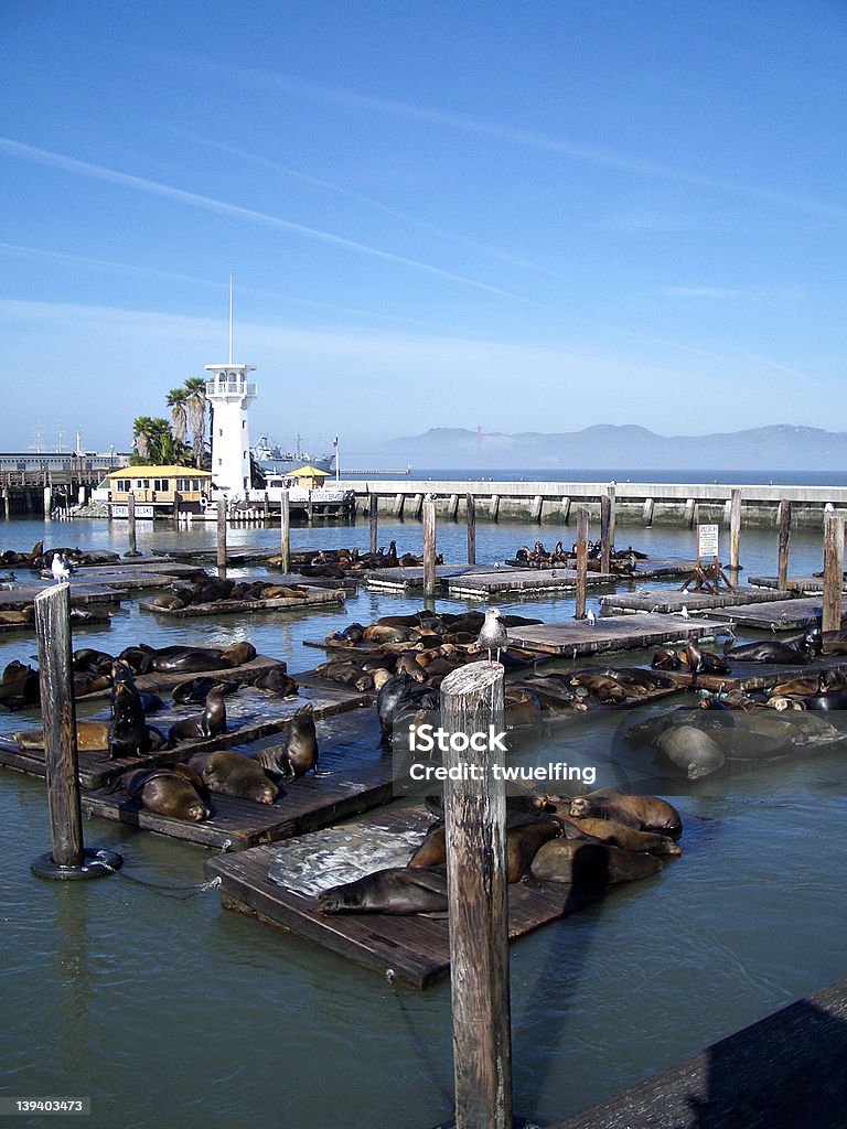 Bahía de san francisco - Foto de stock de Aire libre libre de derechos