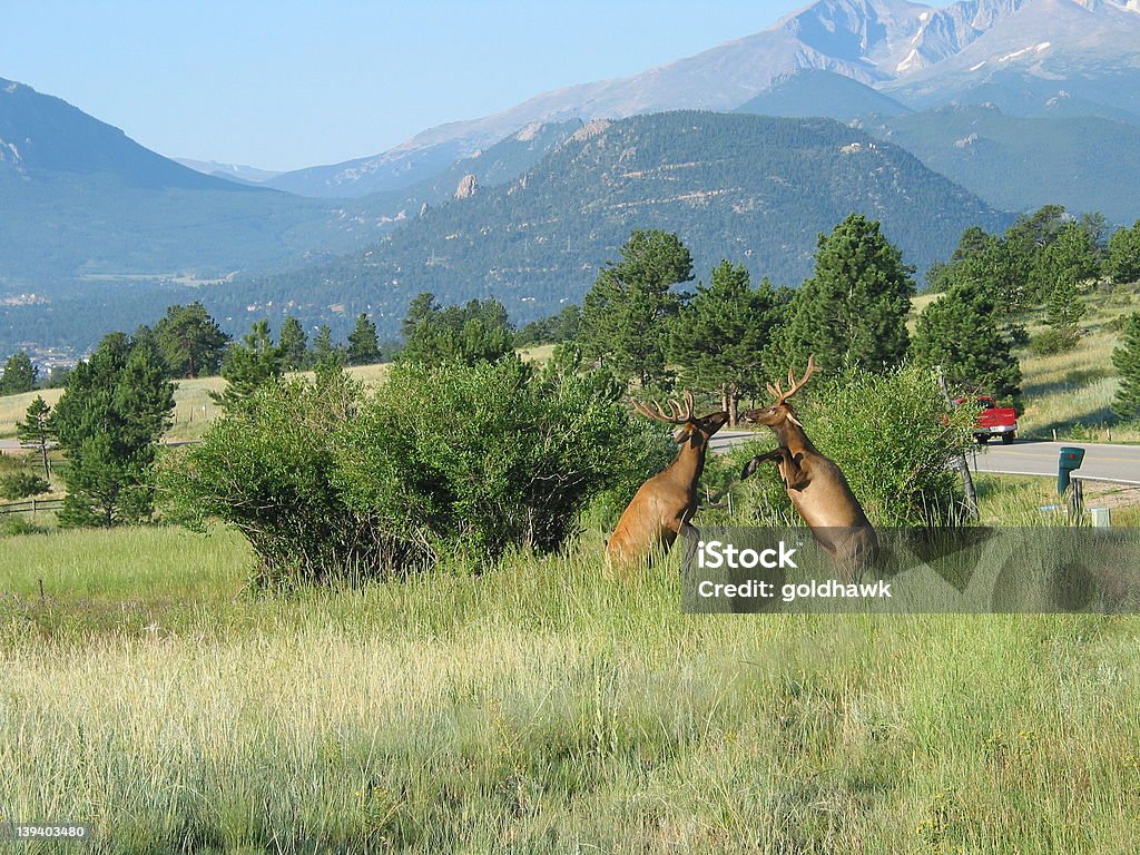 Jumping Elk Male elk jumping Elk Stock Photo