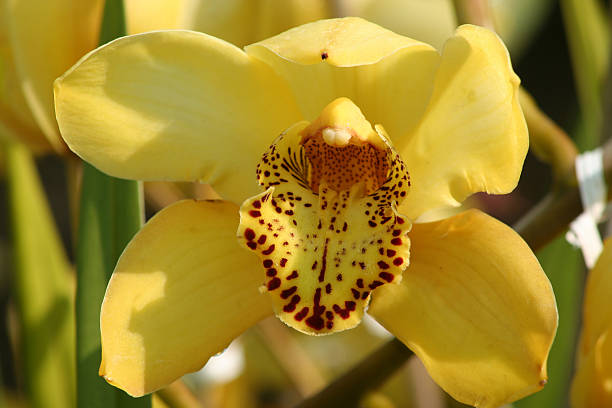 istock Yellow Orchid 139403502