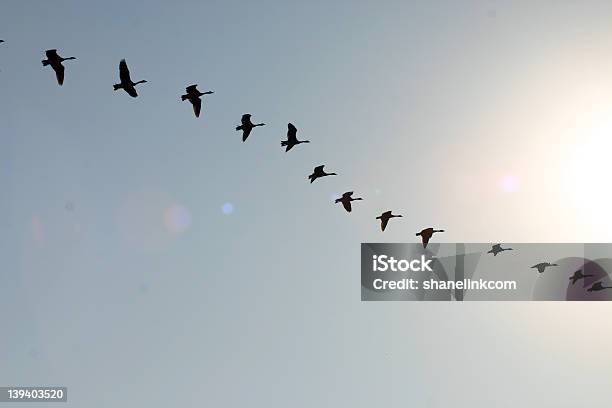 Uccelli In Volo - Fotografie stock e altre immagini di A mezz'aria - A mezz'aria, Ala di animale, Anatra - Uccello acquatico