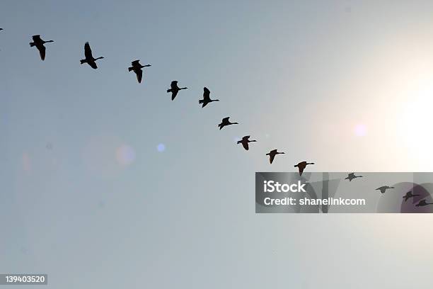 Birds In Flight Stock Photo - Download Image Now - Above, Animal Body Part, Animal Markings