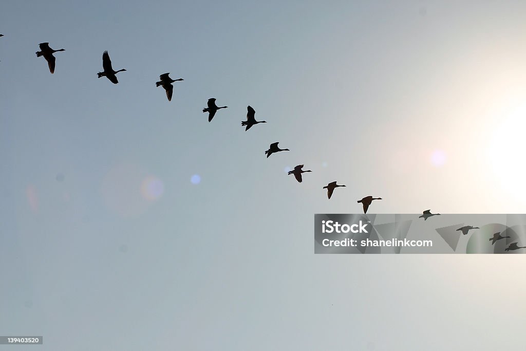 Birds In Flight - Стоковые фото В воздухе роялти-фри