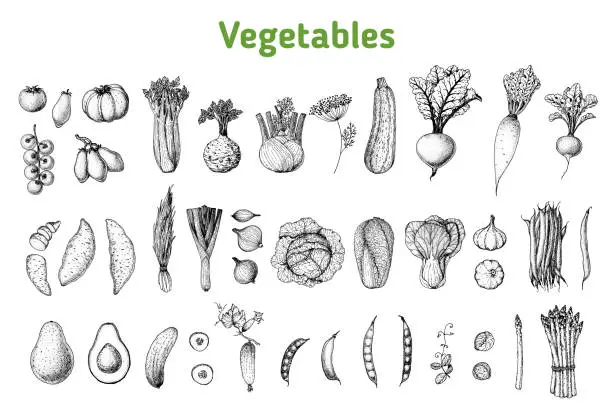 Vector illustration of Vegetables drawing collection. Hand drawn illustration. Organic food poster. Vintage hand drawn sketch. Good nutrition, healthy food. Vegetable vector illustration.