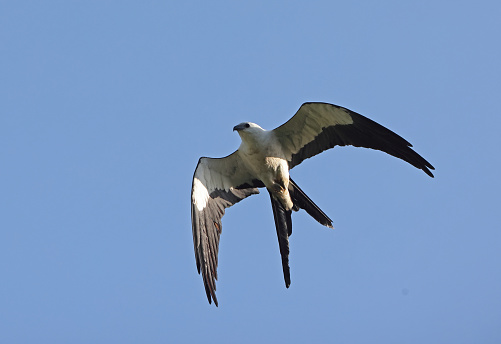Swallow-tailed Kite (Elanoides forficatus) adult in flight\