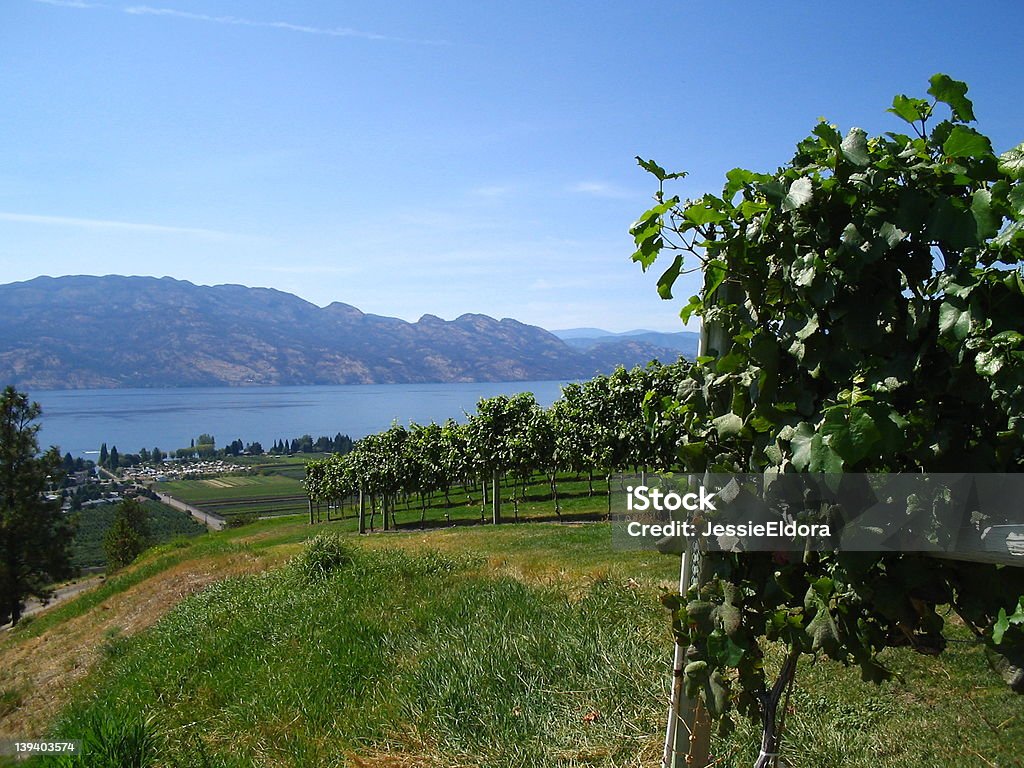Winogrono crop-Westbank - Zbiór zdjęć royalty-free (Bez ludzi)
