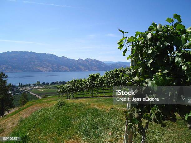 Winogrono Cropwestbank - zdjęcia stockowe i więcej obrazów Bez ludzi - Bez ludzi, Dolina Okanagan - Kolumbia Brytyjska, Drzewo