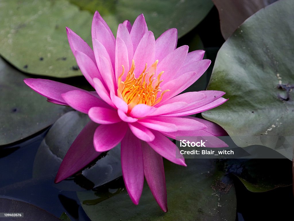 Tiefes Rosa Sterne-Seerose - Lizenzfrei Blatt - Pflanzenbestandteile Stock-Foto