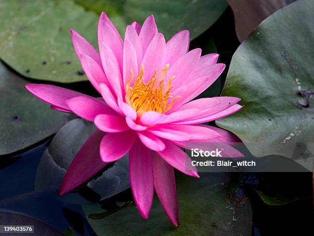 Tiefes Rosa Sterneseerose Stockfoto und mehr Bilder von Blatt - Pflanzenbestandteile - Blatt - Pflanzenbestandteile, Blau, Blume