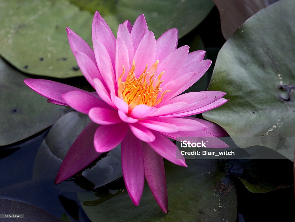 Głębokie różowy star water lily - Zbiór zdjęć royalty-free (Bez ludzi)