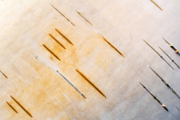 background from white birch bark