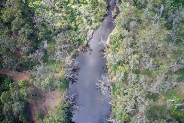 Drone field of view of a pine trees with river flowing through the middle of forest in Western Australia. stock photo