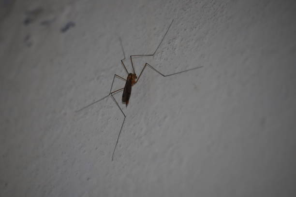 istock Earth Insects 1394036021