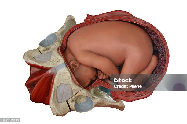 아기 태내 골반에 대한 스톡 사진 및 기타 이미지 - 골반, 새생명, 3차원 형태