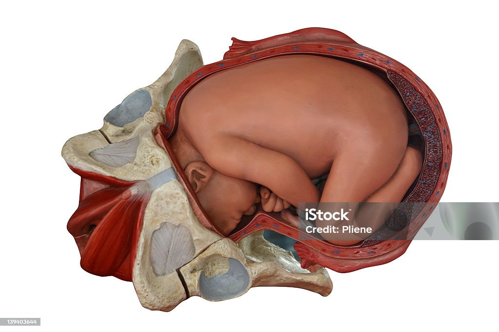 Ребенок в утробе матери - Стоковые фото Новая жизнь роялти-фри