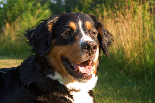 istock Bernese Mountain dog 139403678