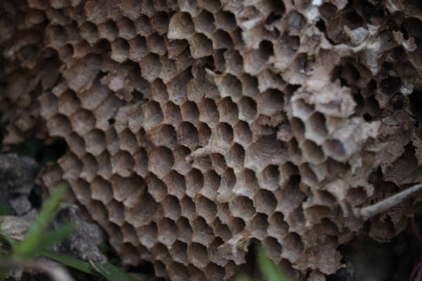 istock The beehive 1394036967