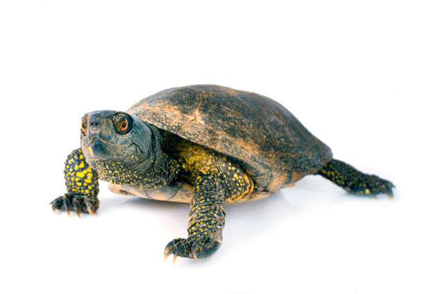 istock European pond turtle 1394037075