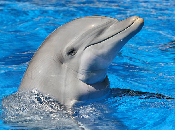 istock Bottle nosed dolphin surfacing from the water 139403772