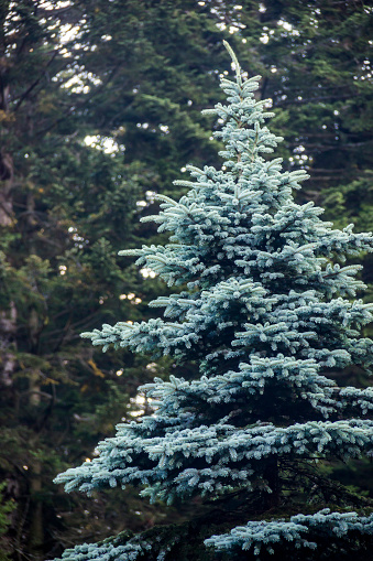close-up of a young blue spruce tree (Picea pungens)