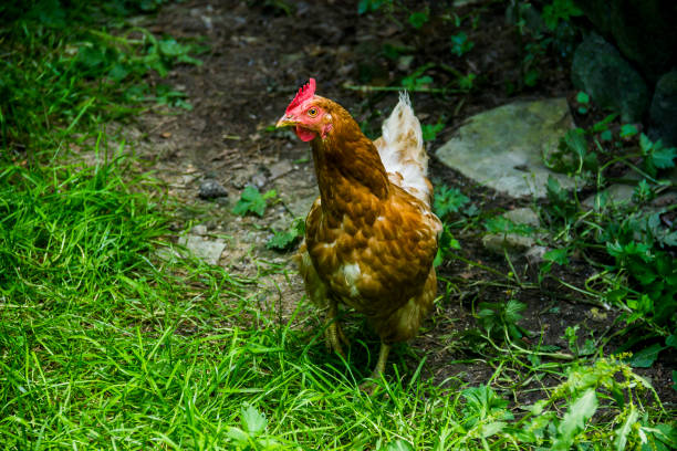 istock a red hen 1394037937