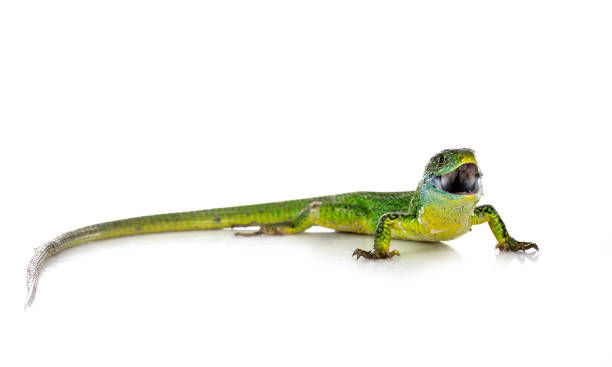 istock Western green lizard 1394037971