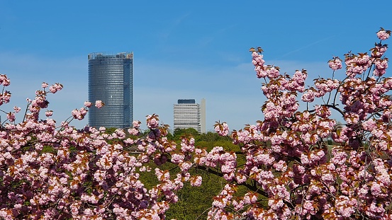 Two tall buildings in distance with cherry blossom in foreground
