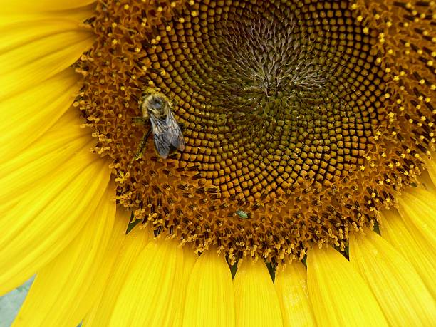 Sunflower and Bee 1 stock photo