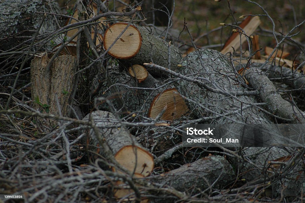 Cut Wood Clump of cut wood and twigs for that winter camp fire. Burning Stock Photo