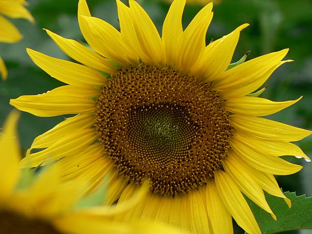 Sunflower 4 stock photo