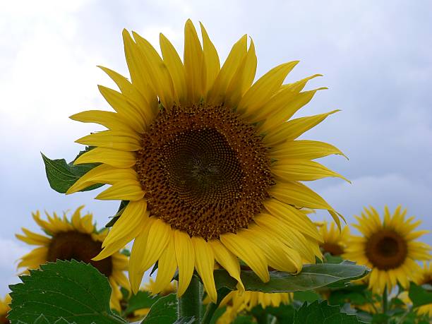 Sunflower 2 stock photo