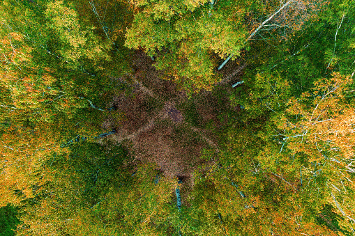Footpath crossing in the autumn park top aerial view. Bright autumn colored image