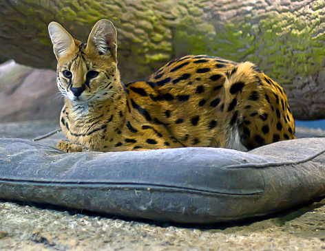 One of Africa's smaller cats, the serval