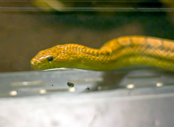 istock Elaphe guttata Corn Snake 1394039415